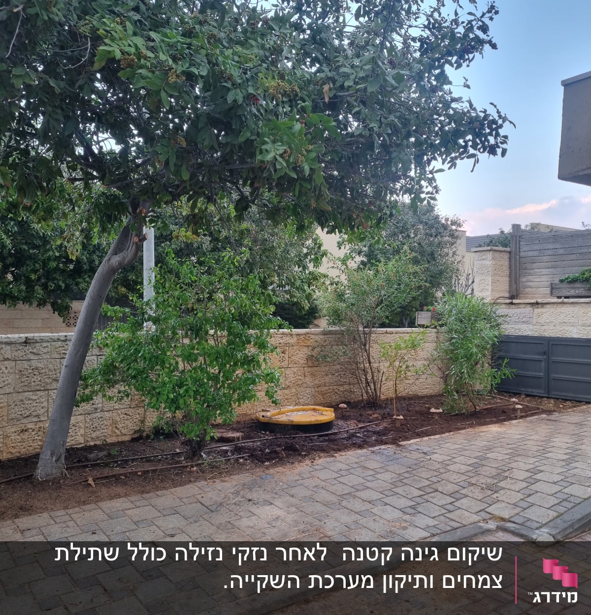 עץ ושיחים בגינה עם אדמה חשופה